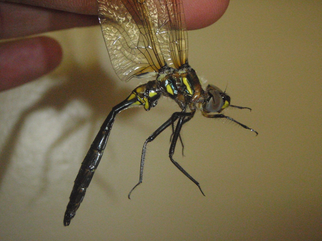 Plains Emerald