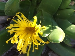 Glottiphyllum regium