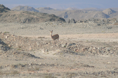 Gazella arabica