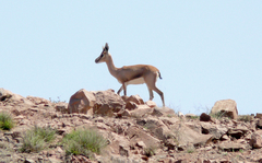 Gazella arabica