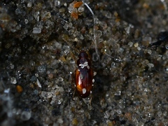 Elaphropus