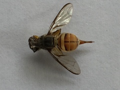 Bactrocera dorsalis