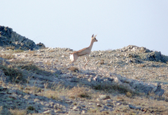 Gazella arabica