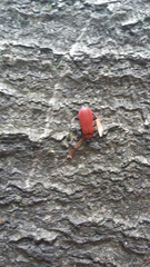 Pyrochroa coccinea
