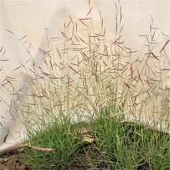 Bouteloua trifida