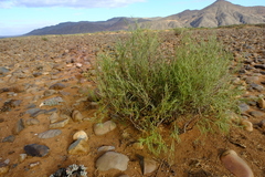 Ectadium virgatum
