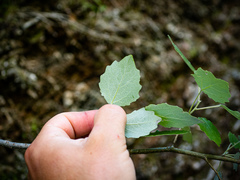 Populus × rouleauiana