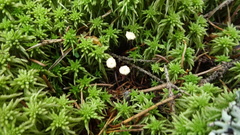 Paragymnopus perforans