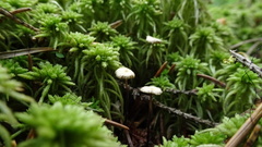 Paragymnopus perforans