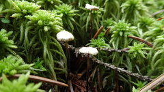 Paragymnopus perforans