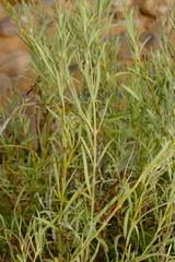 Ectadium virgatum