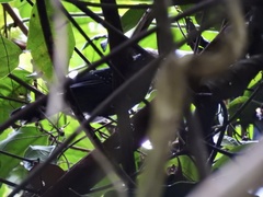 Cercomacra cinerascens