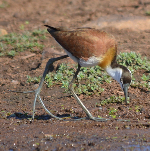 African Jacana
