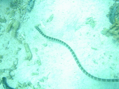 Hydrophis ornatus