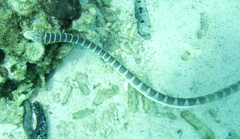 Hydrophis ornatus