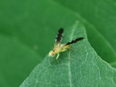 Strauzia longitudinalis