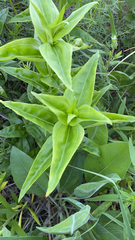 Gentiana alba