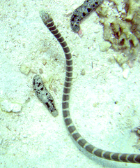 Hydrophis ornatus