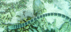 Hydrophis ornatus