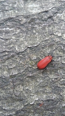 Pyrochroa coccinea