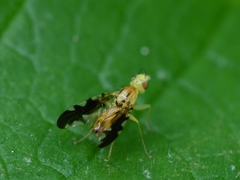 Strauzia longitudinalis