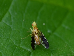 Strauzia longitudinalis