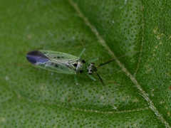 Ilnacora malina
