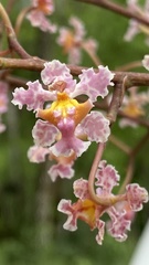 Trichocentrum oerstedii