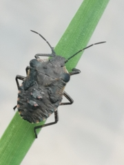 Pentatoma rufipes