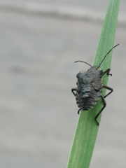 Pentatoma rufipes