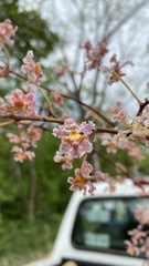 Trichocentrum oerstedii