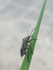 Pentatoma rufipes