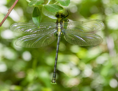 Octogomphus specularis