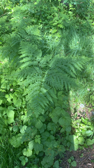Pteridium pinetorum