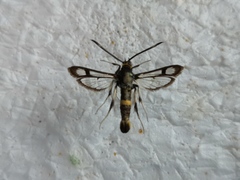 Pyropteron pipiziformis