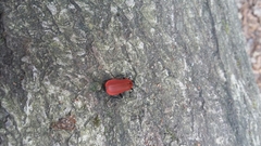 Pyrochroa coccinea