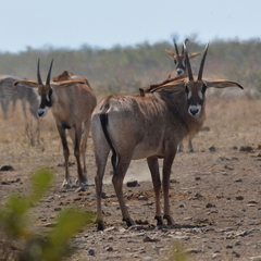 Hippotragus equinus equinus