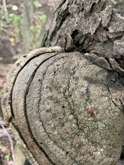 Zenodosus sanguineus