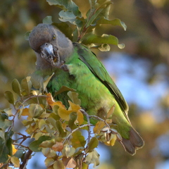 Poicephalus cryptoxanthus