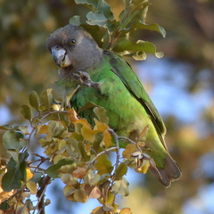 Poicephalus cryptoxanthus