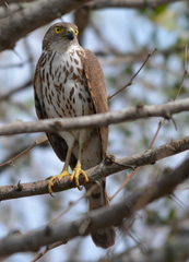 Accipiter minullus