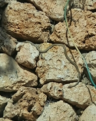 Platyceps rhodorachis