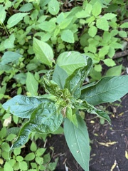 Lysimachia vulgaris