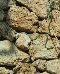 Platyceps rhodorachis