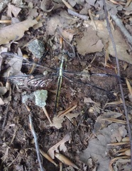 Libellula flavida