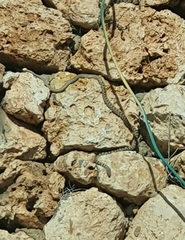 Platyceps rhodorachis