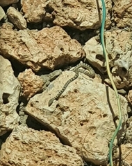 Platyceps rhodorachis