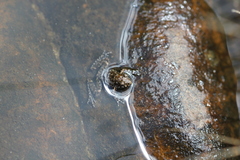 Litoria meiriana