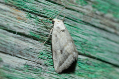 Phyllophila obliterata