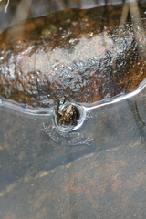 Litoria meiriana